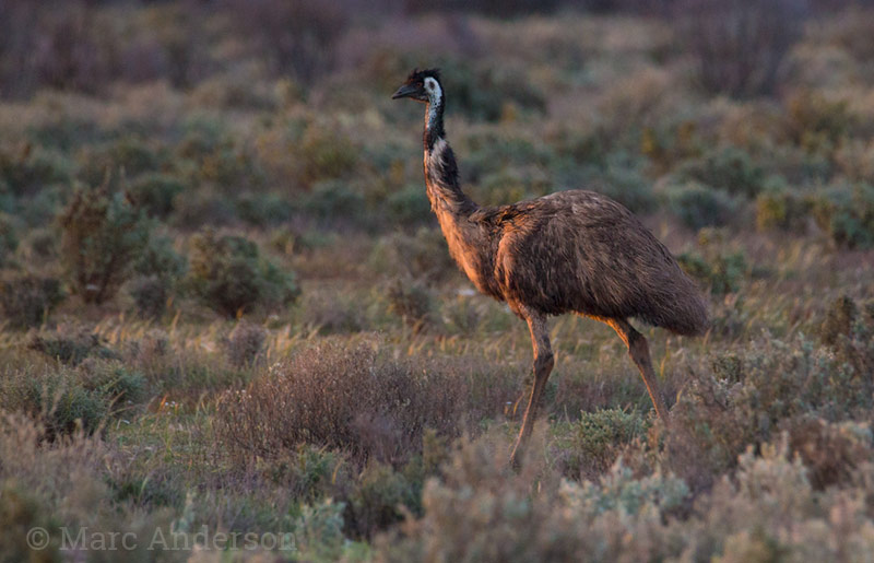Emu Sounds & Calls Wildlife Sounds by Wild Ambience
