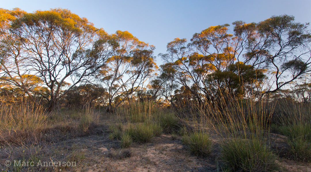 Birdsong of the Australian Bush Wild Ambience Nature Sounds