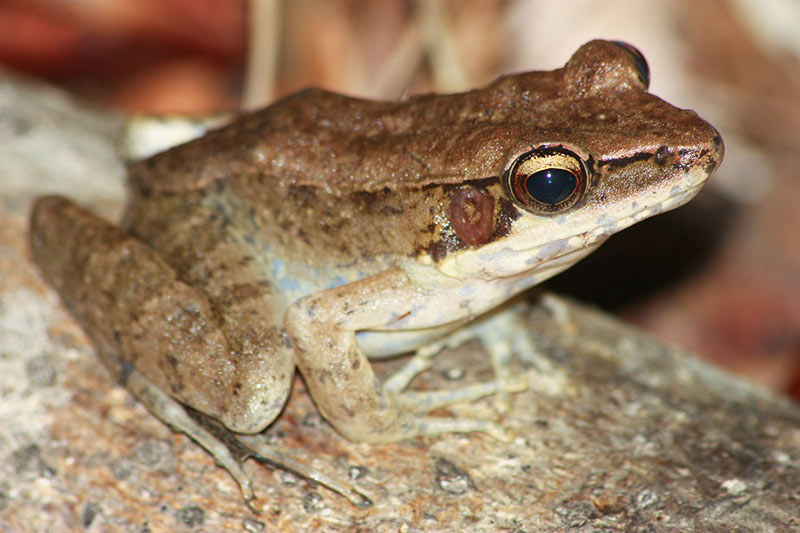 Australian Wood Frog Calls Wildlife Sounds by Wild Ambience