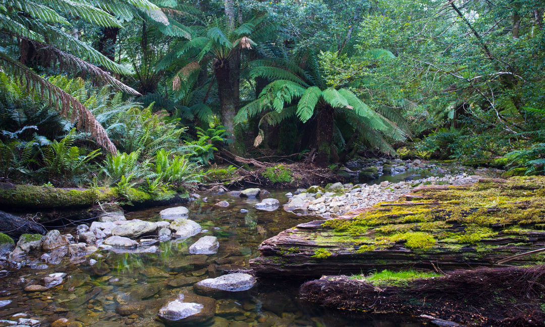 Tasmanian Rainforest Stream Wild Ambience Nature Sounds