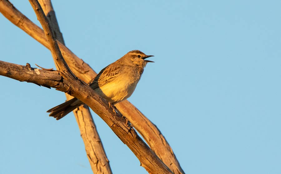 Rufous Songlark Singing